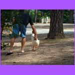 Man Petting Goose 3.jpg